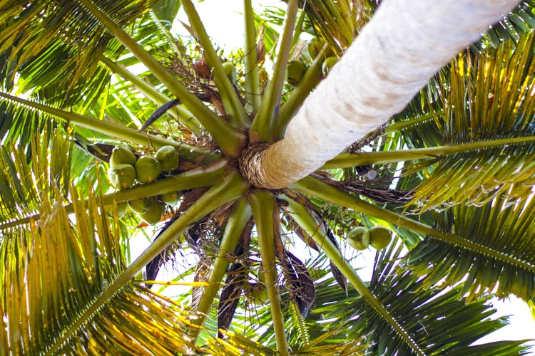 Kokosový olej a jeho využití